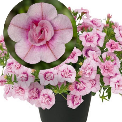 Calibrachoa UNIQUE 'Double Rose' - Puispetuunia UNIQUE 'Double Rose' P9/0,55L
